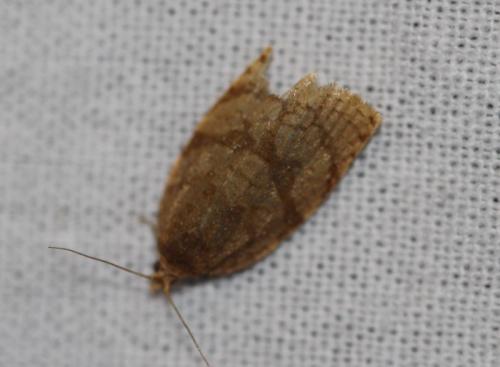 Réf. 330 233 : Adoxophyes orana